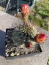 Acanthocalycium glaucum